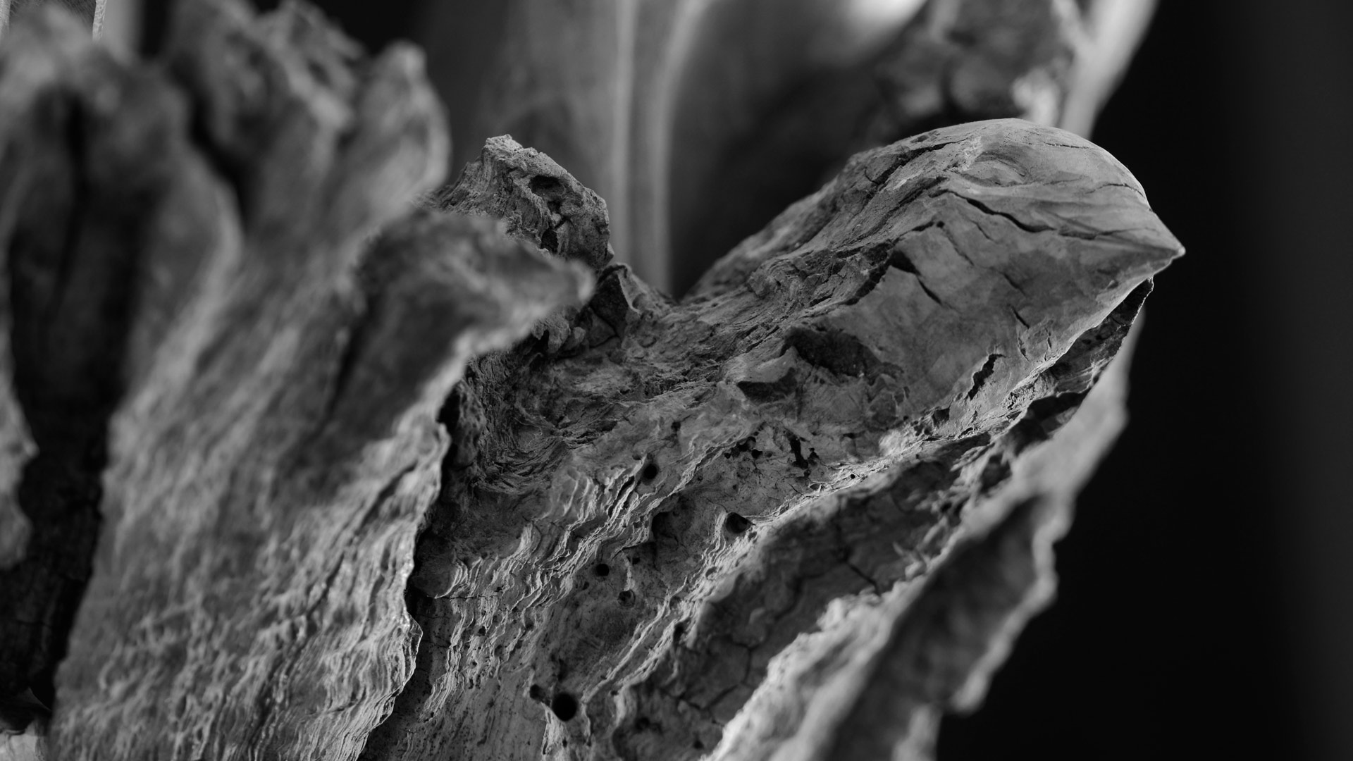 Sculpture sur bois oiseau, noir et blanc