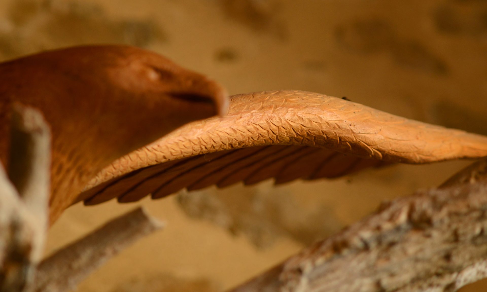 Détail d'une aile d'aigle sculptée en bois